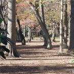 遊歩道の木陰３