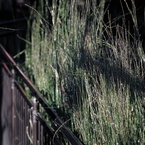 木賊