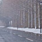 マキノメタセコイア並木道雪景　6