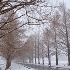 マキノメタセコイア並木道雪景　9