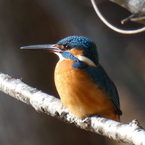 冬の里山で27(カワセミ11)