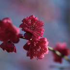 深紅に咲く　IMGP9986zzz