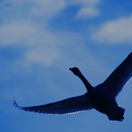 BLUE IMPULSE