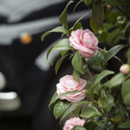 街角の花