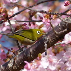 春4(河津桜とメジロ4)