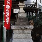 寺猫　１