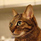 愛猫04