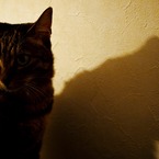 愛猫05