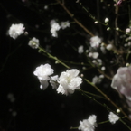 夜桜