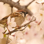 桜とスズメ。