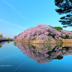 彦根城　桜リフレクション