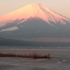 山中湖もピンク