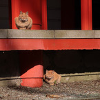 箱根神社のツインズ