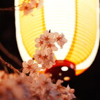 提灯と夜桜