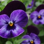 笑顔のように咲く花