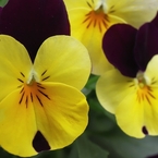陽気な花