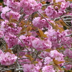 春13(春の花6)