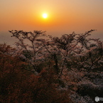 夕陽と桜の～