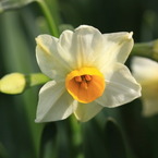 可憐な一輪の花