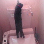 トイレの水に猫パンチ