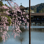 平安神宮の桜