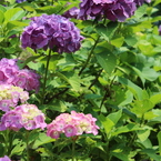 雨を待つ紫陽花②