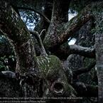 Forest of camphor tree☆