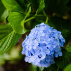 水の花