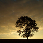 大地の木（哲学の木）