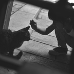 猫とじゃんけん