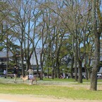奈良公園1