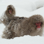 2011.1.16地獄谷5