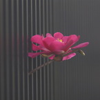 独り舞台