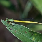 Green Eyes
