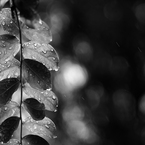 Rainy day