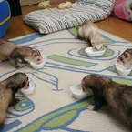 よーいどん。こばると、ぷるーと、ちーたん、うらん、びすま