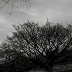 Wasteland