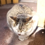 気難しいネコ