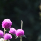 君はなんて花かな