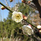 春近し　花７
