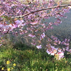 河津桜の６分咲き