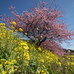 菜の花とみなみの桜のコラボレーション