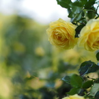 薔薇色の世界