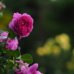 秋の厚別薔薇祭り