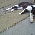 lying cat