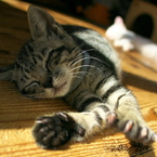 093A1798......SILKYPIX_DS_PRO...9...2111