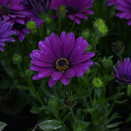 春日井植物園１２