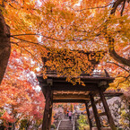 紅葉の、おもてなし