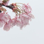 2011年　河津桜-04