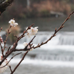 2011年河津桜-05